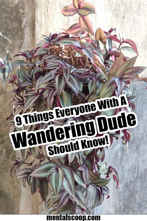 9 Things Everyone With A Wandering Dude Should Know Meet The Wandering