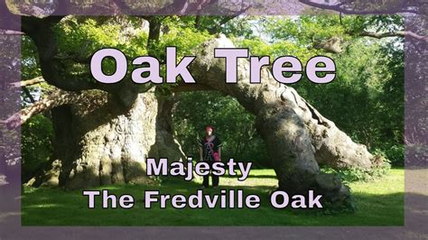 Oak Tree Majesty The Fredville Oak Kent Tree Spirit Tree Faces