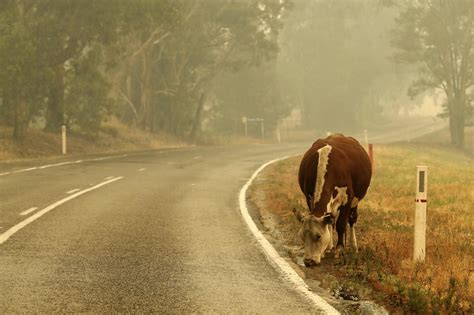 Australia wildfires: Animals in peril across the country