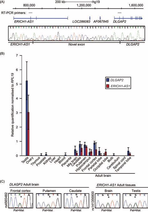 Allele Specific Expression Of The Dlgap Gene A Schematic Overview