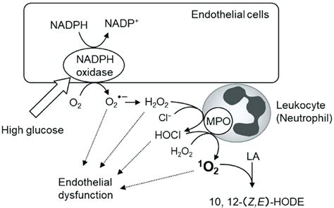 Nadph Oxidase