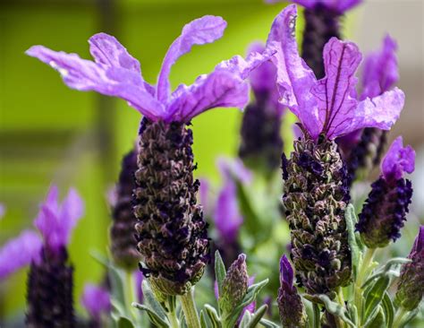 5 Extraordinary Lavender Plant Varieties to Explore for Different Uses ...