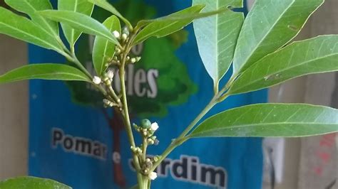 frutíferas produzindo em vaso gim cereja cabeludinha mixirica siciliano