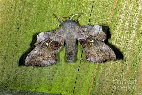 Poplar Hawk Moth Photograph By Dr Keith Wheeler Science Photo Library