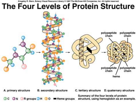 Fajarv: Tertiary Protein Structure Levels