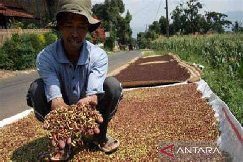 Harga Bunga Cenkeh Kering Di Kendari Capai Rp130 000 Per Kg ANTARA