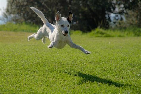 What Causes a Bunny-Hopping Gait in Dogs? (5 Reasons) - HubPages