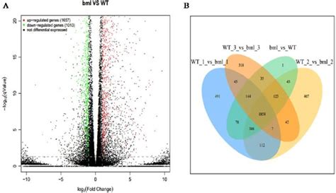 Volcano Map And Venn Diagram Of Degs A Degs Are Shown By Volcano