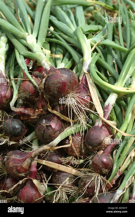 Veg Plot Onions Hi Res Stock Photography And Images Alamy