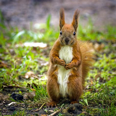 Red Squirrel Red Squirrel Sciurus Vulgaris Female Lookin Flickr