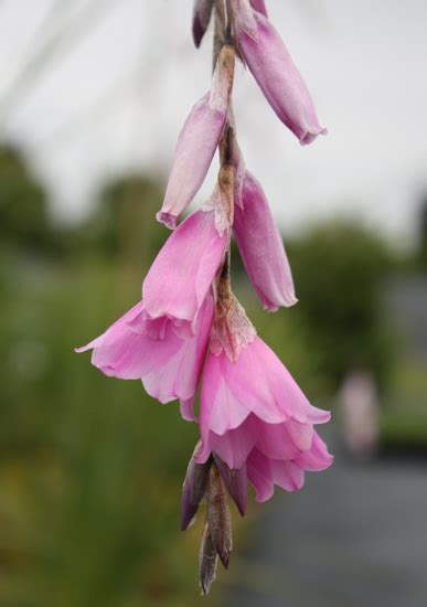 Edelweiss Perennials. Dierama pendulum