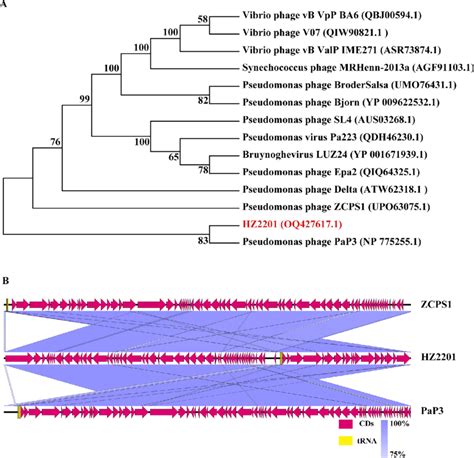 Genome Analysis Of Phage Hz2201 A Phylogenetic Tree Of The Terminase