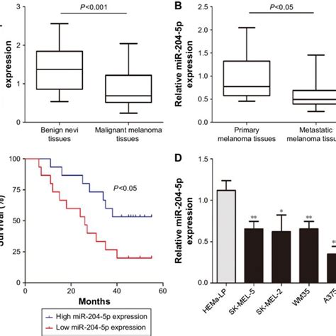 Mir 204 5p Is Down Regulated In Melanoma Tissues And Cells And Confers