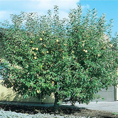 Shop 3.25-Gallon Semi-Dwarf Apple Tree (L5967) at Lowes.com