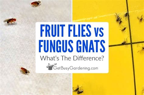 Fungus Gnats vs Fruit Flies: What's The Difference? - Get Busy Gardening