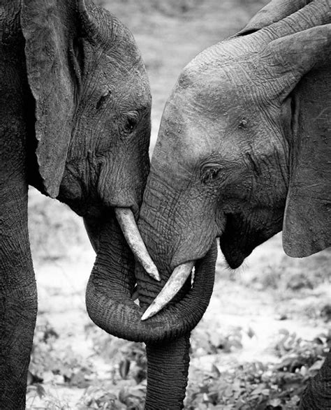 Elephants Wrapping Their Trunks To Show Affection Kindness And Excitement Towards Each Other