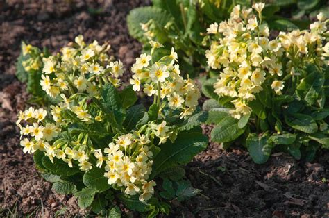 Primrose How To Grow And Care For Primrose Plants