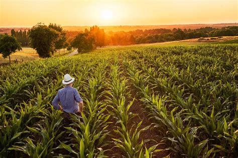 Lavorare La Terra Macchinari Agricoli E Attrezzi Meccanici Easynoleggio