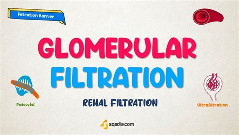 Renal Filtration Physiology - Glomerular Filtration (Filtration Barrier)