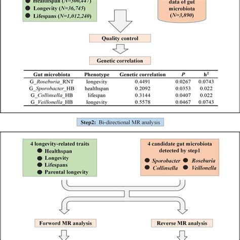 Basic Principles Of Mendelian Randomization Mendelian Randomization