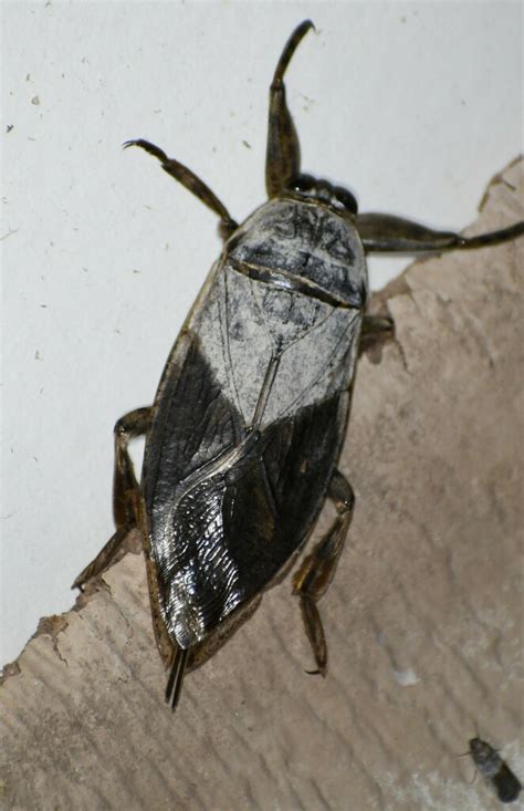 Lethocerus Medius From Uvalde County Tx Usa On September At