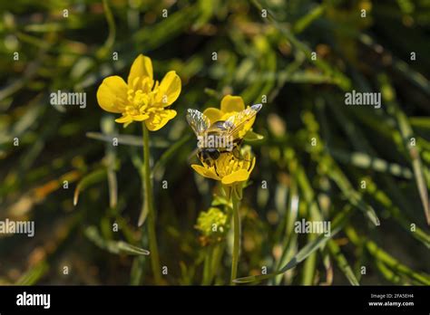 Eristalis Campestris Hi Res Stock Photography And Images Alamy