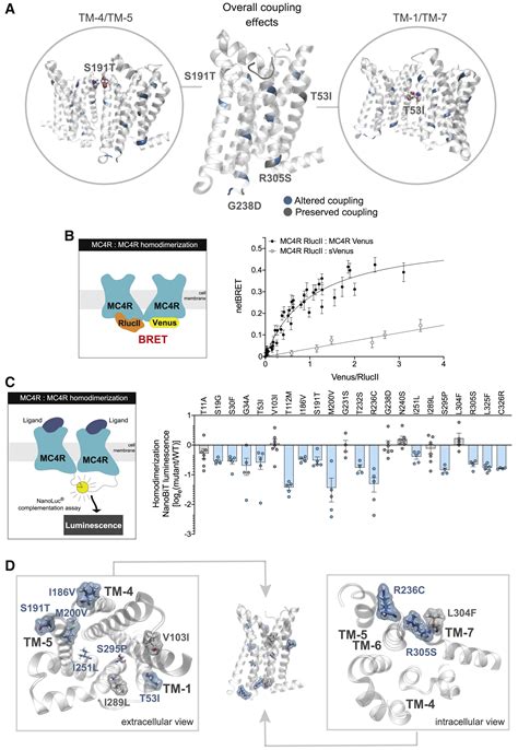 Human Mc4r Variants Affect Endocytosis Trafficking And Dimerization Revealing Multiple Cellular