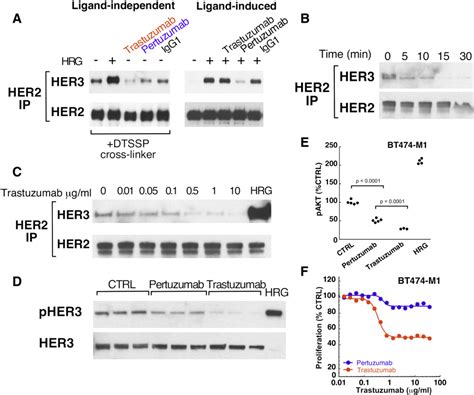 Figure From Ligand Independent Her Her Pi K Complex Is Disrupted By