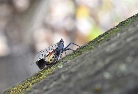 Finding the Ecological Balance While Countering Invasive Species