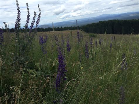 Into The Clouds Hike To Humphreys Peak Summit Agent Athletica