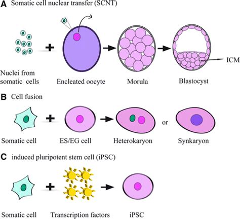 Somatic Cell Diagram