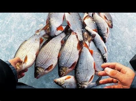 С ТАКОЙ ПЛОТВОЙ никакой щуки не надо!!! БЕЗМОТЫЛКА ГВОЗДЕШАРИК рулит ...