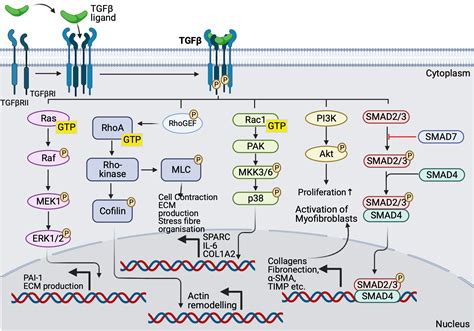 Tgf Beta Signalling Pathways Biorender Science Templates