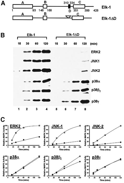 Differential Targeting Of Map Kinases To The Ets‐domain Transcription