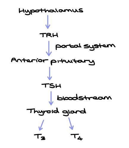 Thyroid function and dysfunction. Flashcards | Quizlet