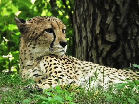 图片素材 性质 野生动物 动物园 非洲 捕食者 速度 动物群 大猫 猎豹 脊椎动物 快速 野猫 Ocelot 小