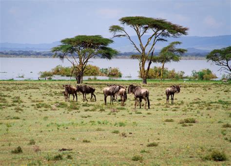 Crescent Island In Lake Naivasha Lake Naivasha Uganda Wildlife Safari