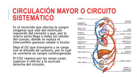 Aparato Cardiocirculatorio Por Alyssa Montenegro Ppt