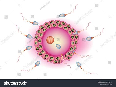 Biological Illustration Fertilization Fertilization Process ...