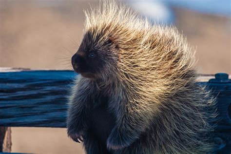 Porcupine Facts - Animal Facts Encyclopedia