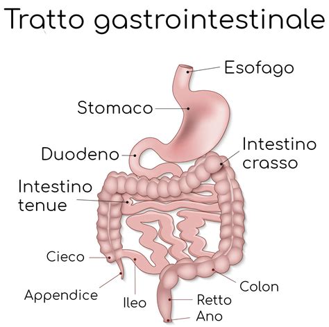 Tumore Al Colon Retto Sintomi Sopravvivenza E Cause Valori Normali