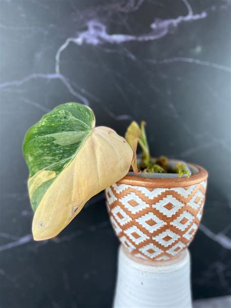 Variegated Philodendron Micans ‘Aurea’ – Zero’s Plants