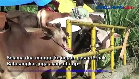 Pmk Terdeteksi Di Tanah Datar Pasar Ternak Segera Ditutup Video