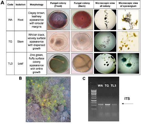 Figure From Endophytic Fungal Consortia Enhance Basal Drought