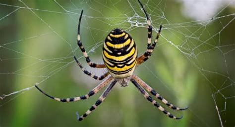 What Causes Spider Infestation in Your Home? | Empire Pest Control London