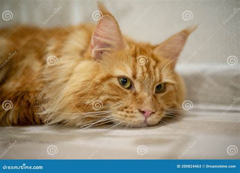 Maine Coon Funny Cat Stock Image Image Of Ginger Fluffy 200824463