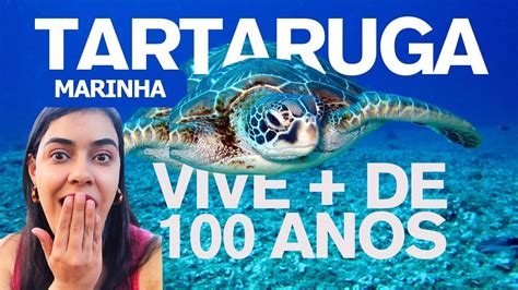 Tartarugas Marinhas Curiosidades E Fatos Que Voc Precisa Saber Youtube