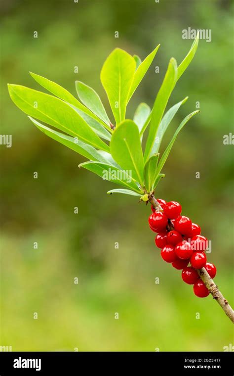 Bayas Rojas Venenosas Y Hojas Verdes Del Mezereum Daphne Mezereum