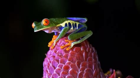 Red Eyed Green Yellow Blue Tree Frog On Flower Water Drops Wallpaper