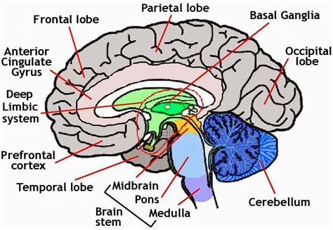 Superior Colliculi Of Brain Clip Art Library